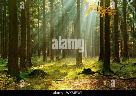 Pessière inondé de lumière à l'automne, le soleil brille à travers la brume du matin, Harz, Saxe-Anhalt, Allemagne Banque D'Images