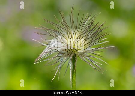 Stand de fruits, Alpine pasqueflower Pulsatilla alpina), (Tyrol, Autriche Banque D'Images