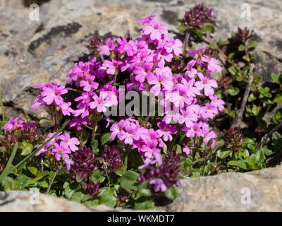 Conte de la digitale (Erinus alpinus) entre les roches, Tyrol, Autriche Banque D'Images