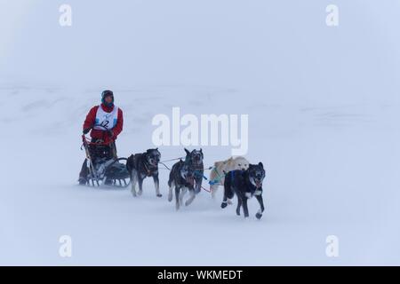 L'équipe de chien au Sentier des trappeurs du nord, la plupart des courses de traîneaux à chiens dans le monde, Longyearbyen, Spitzberg, Norvège Banque D'Images