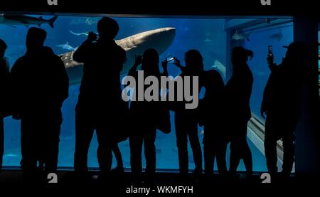 Les silhouettes des visiteurs en face d'un grand aquarium avec des poissons, grand requin-baleine (Rhincodon typus) natation par, l'Aquarium Kaiyukan d'Osaka, Osaka, Japon Banque D'Images