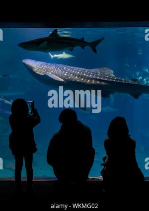 Les silhouettes des visiteurs en face d'un grand aquarium avec des poissons, grand requin-baleine (Rhincodon typus) natation par, l'Aquarium Kaiyukan d'Osaka, Osaka, Japon Banque D'Images