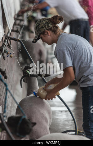 DES MOINES, IA /USA - 10 août : jeune femme mettant lotion sur les moutons à Iowa State Fair le 10 août 2014 à Des Moines, Iowa, USA. Banque D'Images