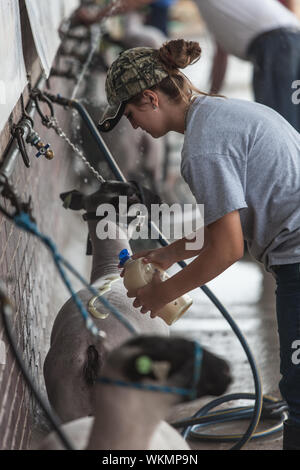 DES MOINES, IA /USA - 10 août : jeune femme mettant lotion sur les moutons à Iowa State Fair le 10 août 2014 à Des Moines, Iowa, USA. Banque D'Images