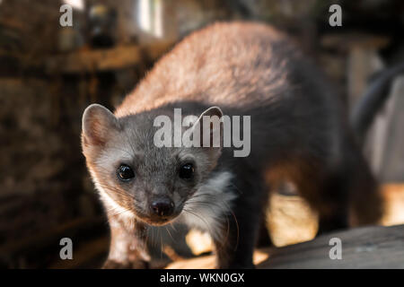 Close-up of beech marten marten / chambre / stone marten (Martes foina) en quête de bâtiment de ferme / grange / hangar / grenier Banque D'Images