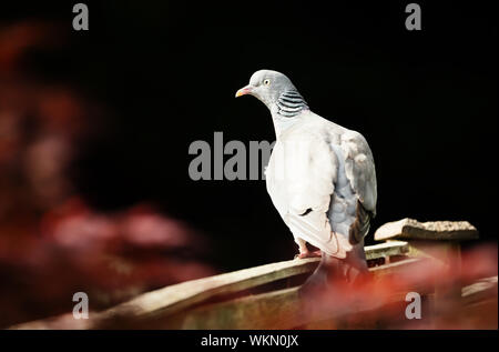 Close up of a common wood pigeon (Columba palumbus) assis sur une clôture en bois dans le jardin à l'arrière-plan noir, au Royaume-Uni. Banque D'Images