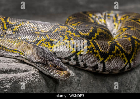 Python réticulé (Malayopython reticulatus / Python reticulatus) nonvenomous serpent constricteur originaire d'Asie du Sud et Sud Est reposant sur le roc Banque D'Images