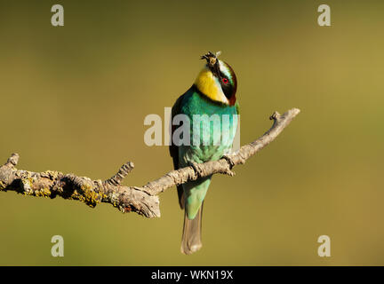 Close up of Guêpier d'Europe (Merops apiaster) avec une abeille dans le bec. Banque D'Images