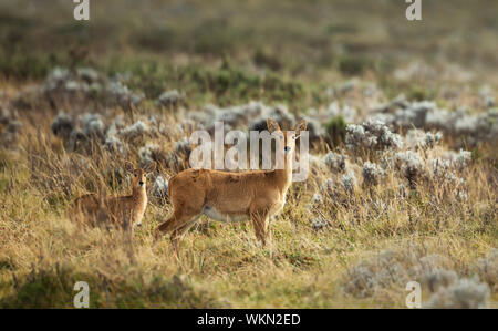 Close up of a female Bohor Reedbuck avec un jeune veau dans Gaysay Grasslands, Éthiopie. Banque D'Images