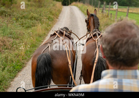Deux chevaux lourds de Thuringe saxonne (sang chaud) tirer un chariot en paysage verdoyant. Dans l'avant-plan est le cocher, il porte des vêtements décontractés. Banque D'Images
