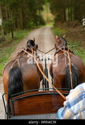 Deux chevaux lourds de Thuringe saxonne (sang chaud) tirer un chariot en paysage verdoyant. Dans l'avant-plan est le cocher, il porte des vêtements décontractés. Banque D'Images