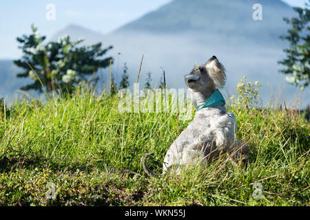 Chien schnauzer dans le milieu du champ dans l'herbe verte le jeu et le plaisir Banque D'Images