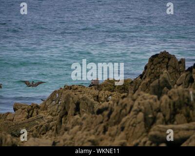 Une mouette marron posée sur un rocher et deux autres se baignant dans l'océan , une la plage de plouguerneau , altantique , bretagne Banque D'Images