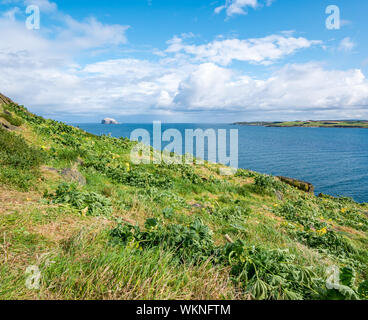 L'île de Craigleith, Firth of Forth, East Lothian, Ecosse, Royaume-Uni, 4 septembre 2019. Météo France : Sunshine avec le Bass Rock blanc avec bassan dans le soleil, vu de l'île avec cut tree mallow après un projet de l'effacer Banque D'Images