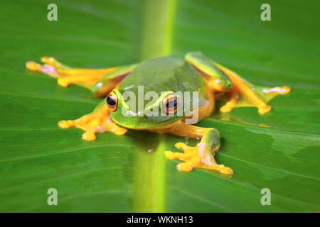 Orange belle thighed rainette, Litoria zanthomera, assis sur une feuille looking at camera Banque D'Images