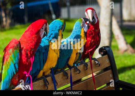 Aras bleu et or (Ara ararauna) et aras rouges (Ara macao) perché sur un banc dans le beau temps. Banque D'Images