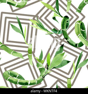 Draceana Sanderiana vert. Contexte aquarelle illustration set. Motif de fond transparent. Banque D'Images