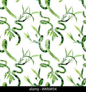 Draceana Sanderiana vert. Contexte aquarelle illustration set. Motif de fond transparent. Banque D'Images