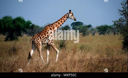 L'Ouganda. Le Parc national Queen Elizabeth.La girafe marche sur la savane. Banque D'Images
