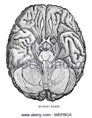Cerveau humain, illustration de 1884 vintage Banque D'Images