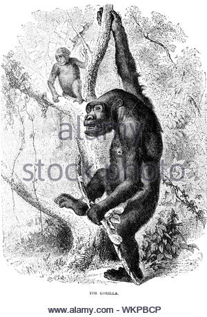 Gorille, vintage illustration de 1880 Banque D'Images