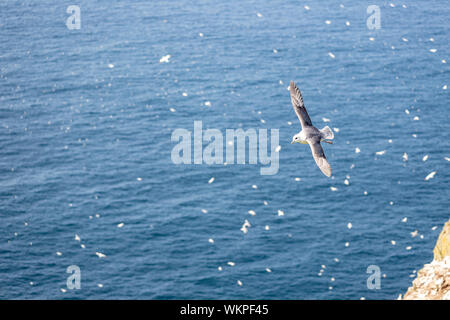 Le fulmar boréal (Fulmarus glacialis), en vol, Unst Hermaness National Nature Reserve, Mainland, Shetland, Scotland, UK Banque D'Images