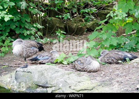 Vue sur quatre Canards chipeaux, Mareca sterpera Couchage Banque D'Images