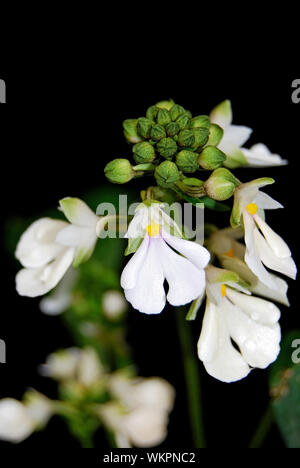 La masse blanche orchidée, Sanguisorba alismifolia, espèce indigène orchidée terrestre Banque D'Images