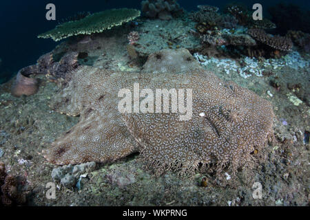 Un wobbegong à pampilles camouflés, Eucrossorhinus dasypogon, guette sur un récif au milieu des îles éloignées de Raja Ampat, en Indonésie. Banque D'Images