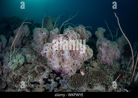 Les coraux mous s'épanouir sous l'eau au milieu des îles tropicales de Raja Ampat, en Indonésie. Cette région équatoriale est près du centre pour la biodiversité marine. Banque D'Images