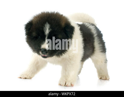 Chiot Akita américain in front of white background Banque D'Images