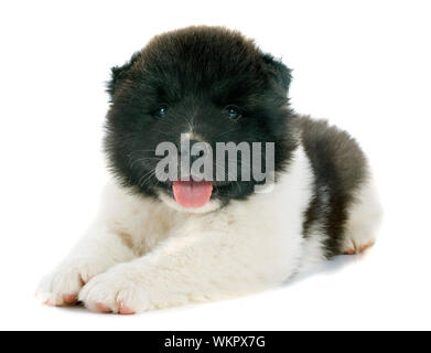 Chiot Akita américain in front of white background Banque D'Images