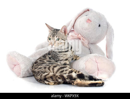 Portrait d'un chat bengal pure race, sur un fond blanc Banque D'Images