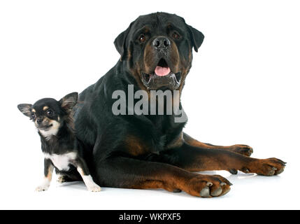 Chiot chihuahua et rottweiler in front of white background Banque D'Images