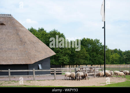 Bergerie typique hollandais en plein air avec des animaux Banque D'Images