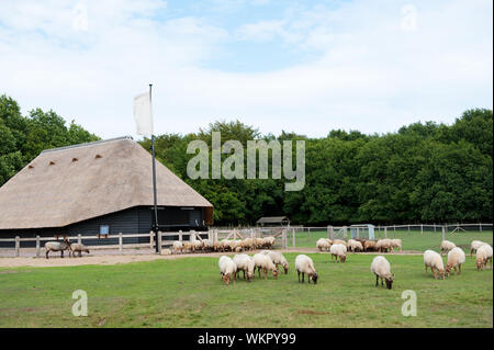 Bergerie typique hollandais en plein air avec des animaux Banque D'Images