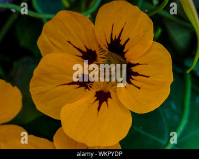 Close up capucine jaune vif des fleurs, des feuilles au début de l'été, Tropaeolum majus lima Pérou Banque D'Images