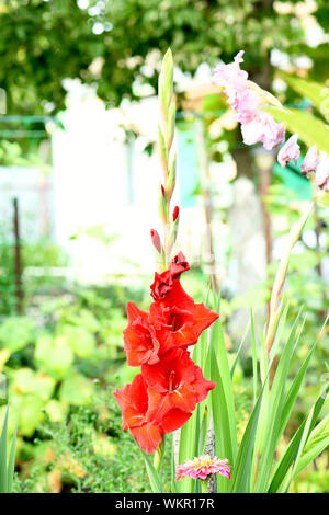 Glaïeul de couleur rouge isolé sur fond blanc. Photo haute résolution. La profondeur de champ. Banque D'Images