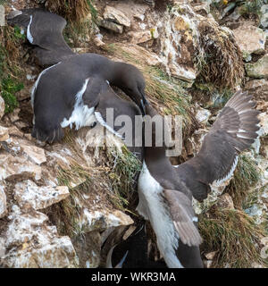 Paire de Guillemots combats sur falaise Banque D'Images