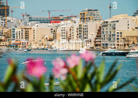 Fleurs en face de la baie de Spinola, à St Julian's, Malte Banque D'Images