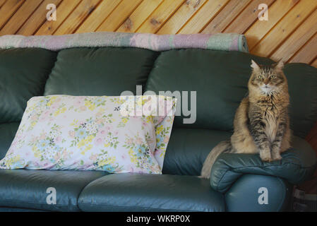 Cat qui pose pour photo Banque D'Images
