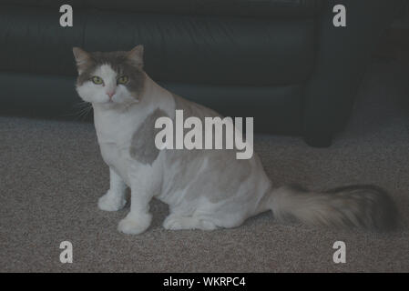 Cat qui pose pour photo Banque D'Images