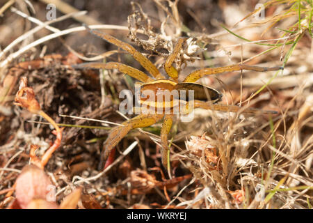 Araignée Dolomedes fimbriatus (Raft) close-up, UK Banque D'Images