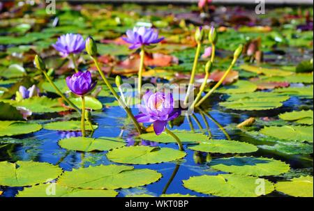 Grappe de nénuphars violets au San Angelo Water Lilly Jardin, San Angelo, Texas, Etats-Unis Banque D'Images