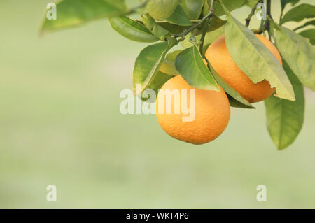 Fruits Oranges accrochés sur une branche d'arbre dans une ferme Banque D'Images