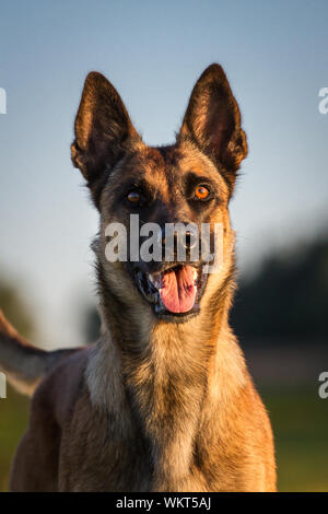 Portrait d'un chien Malinois belge, au coucher du soleil Banque D'Images