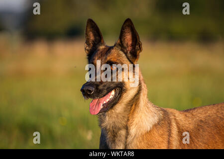 Portrait d'un chien Malinois belge, au coucher du soleil Banque D'Images