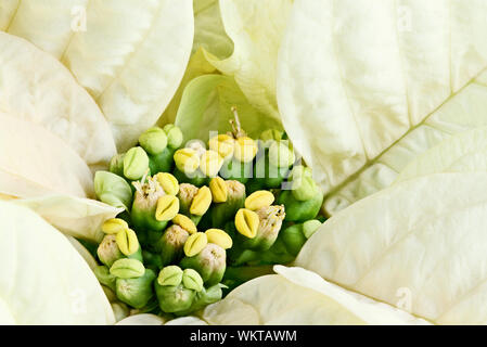 Centre d'un beau blanc fleur de Noël, le poinsettia. Banque D'Images