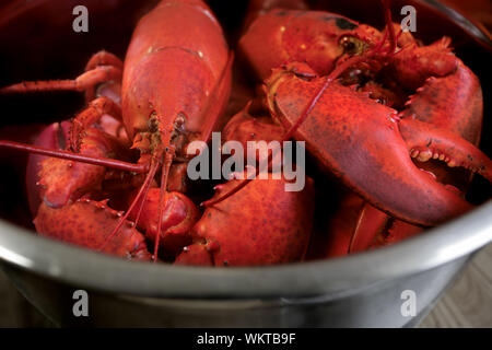 Homard bouilli Banque D'Images