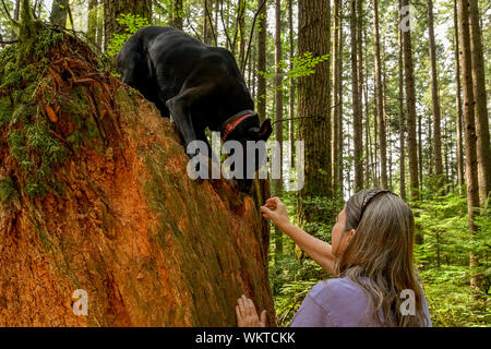 Femme en forêt avec chien labrador noir. Banque D'Images